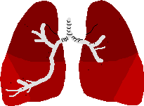 Lungs